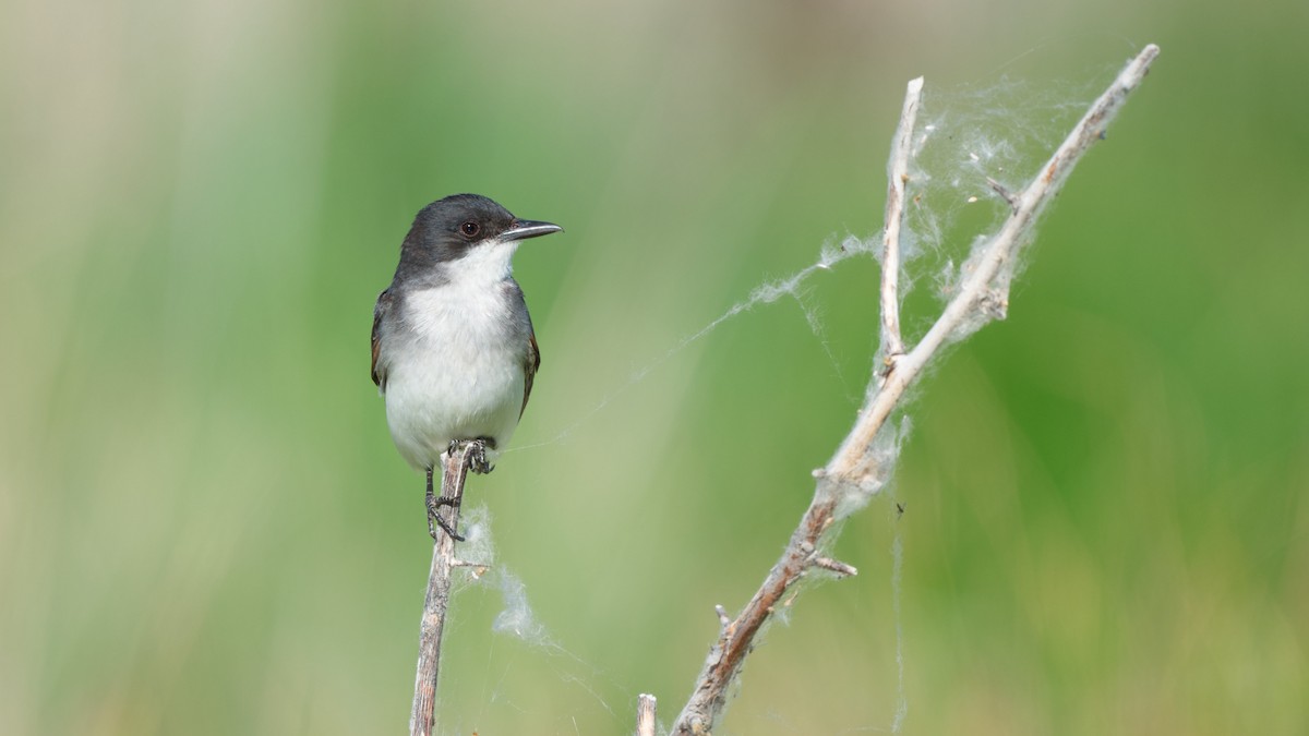 Eastern Kingbird - ML637727537