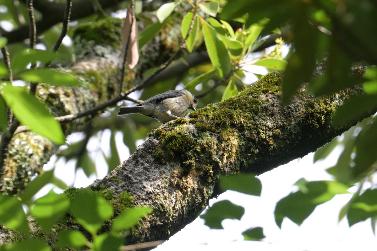 Varied Tit - ML637727541