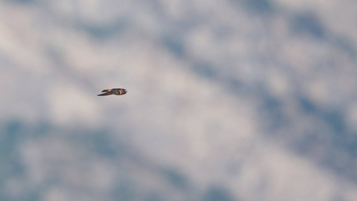 Cliff Swallow - ML637727543