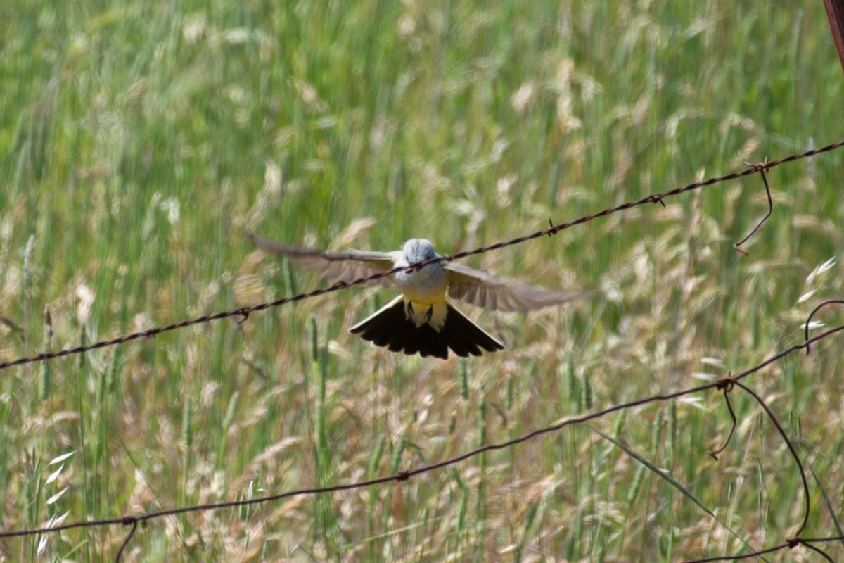 Western Kingbird - ML637727545