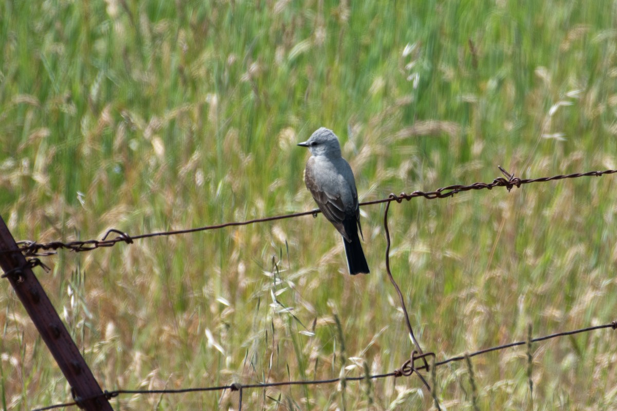 Western Kingbird - ML637727546