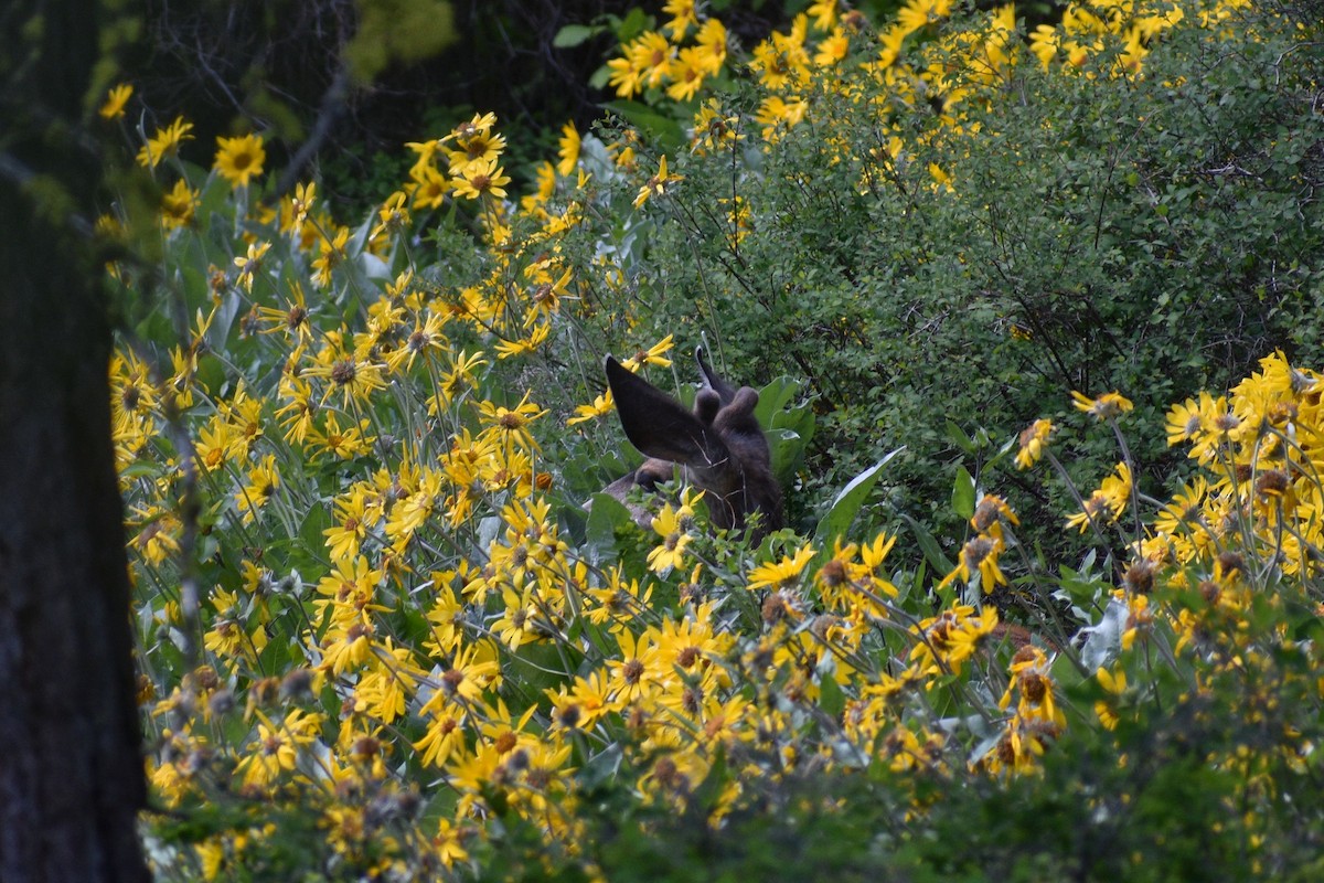 Mule Deer - ML637727547