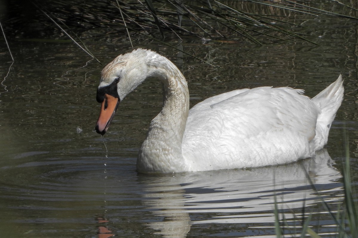 Mute Swan - ML637727548