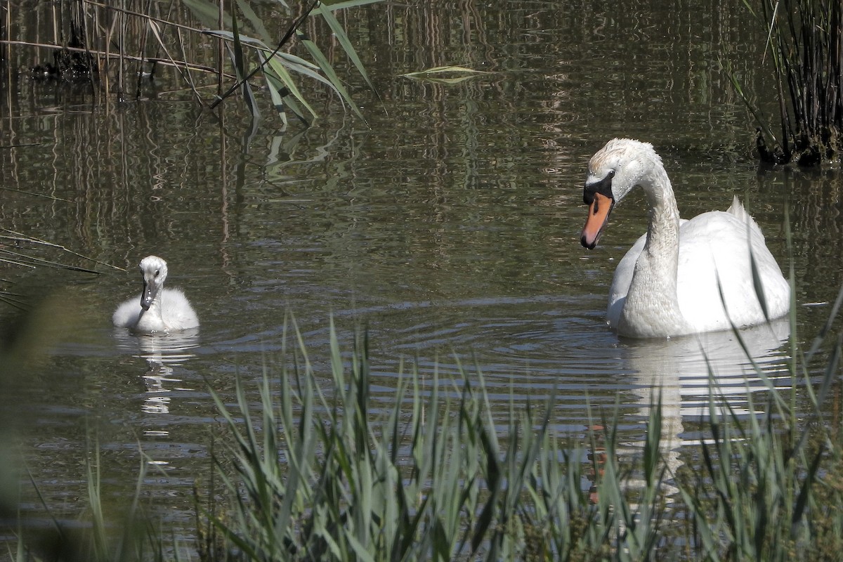 Mute Swan - ML637727549