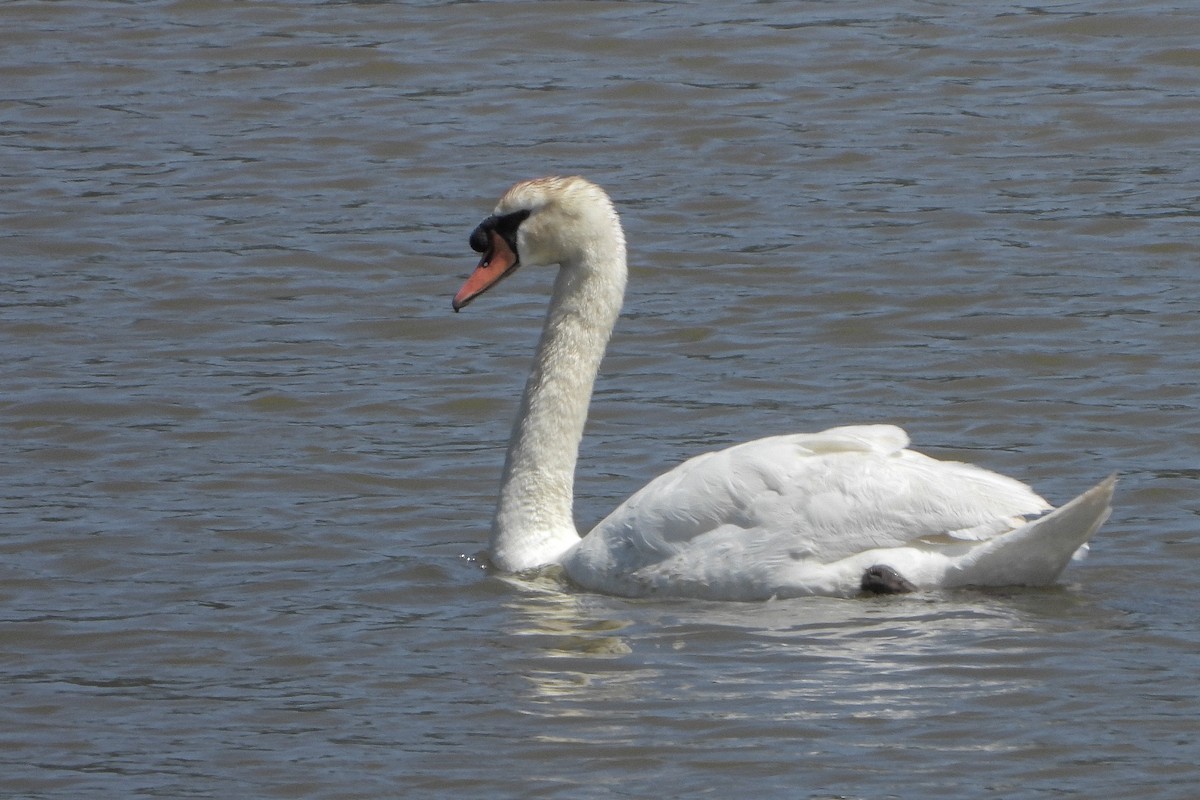 Mute Swan - ML637727550