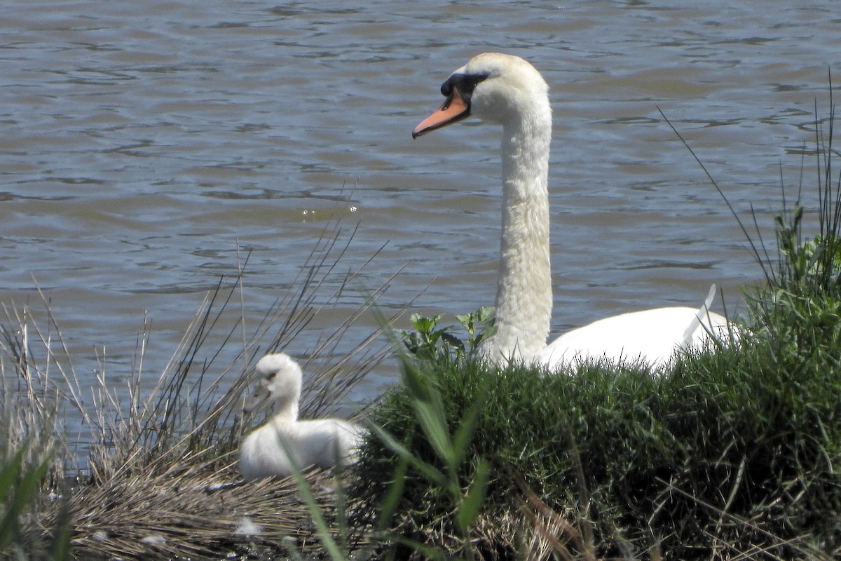 Mute Swan - ML637727551