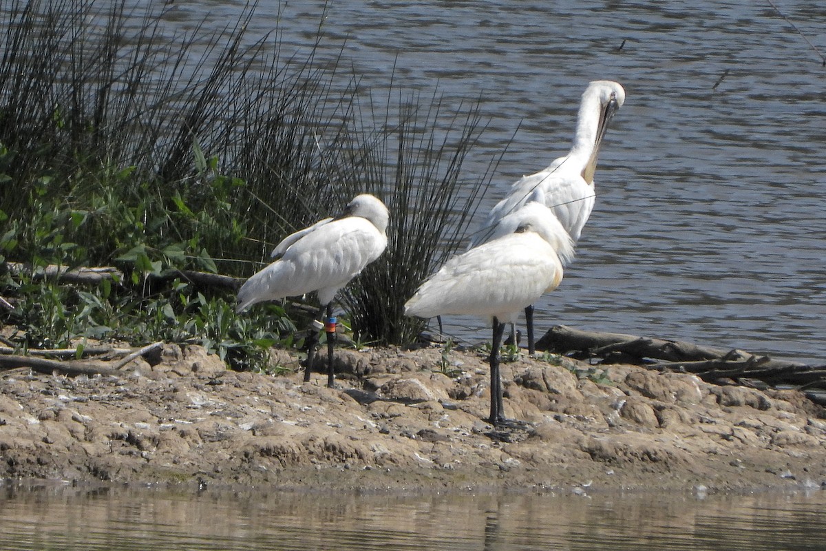 Eurasian Spoonbill - ML637727557