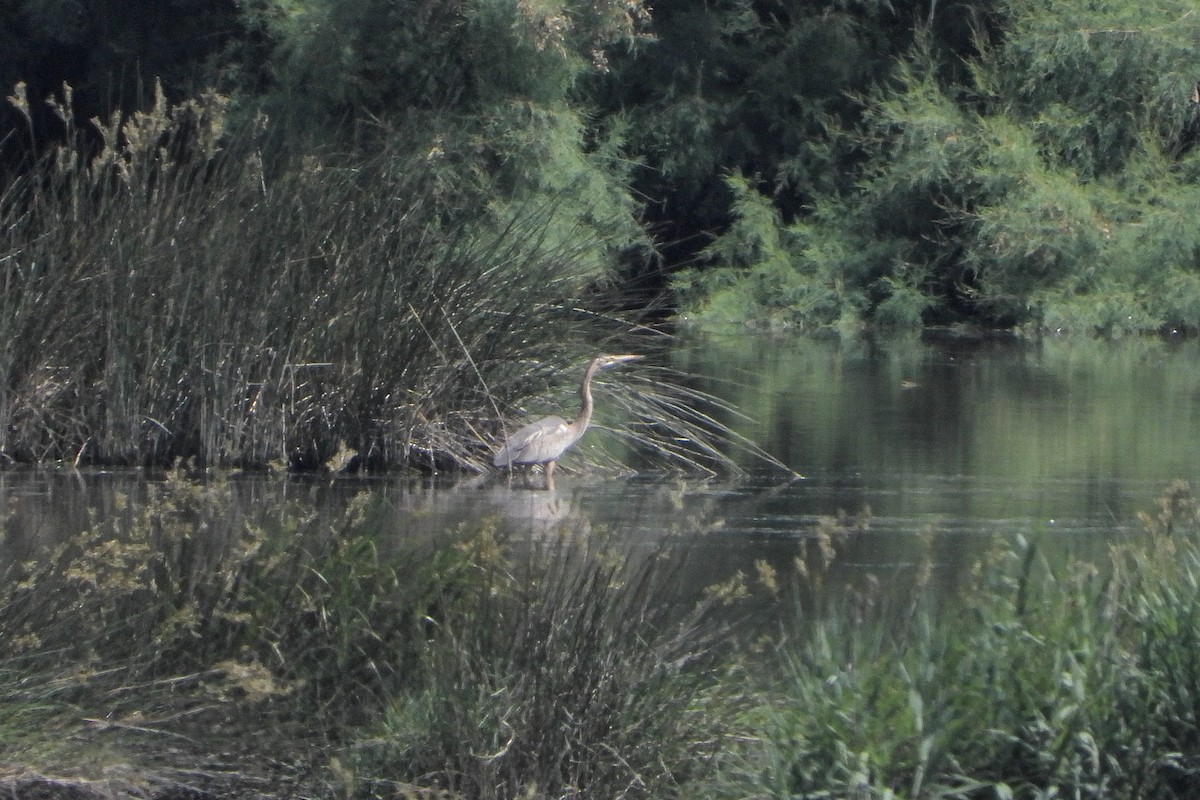 Purple Heron - ML637727559