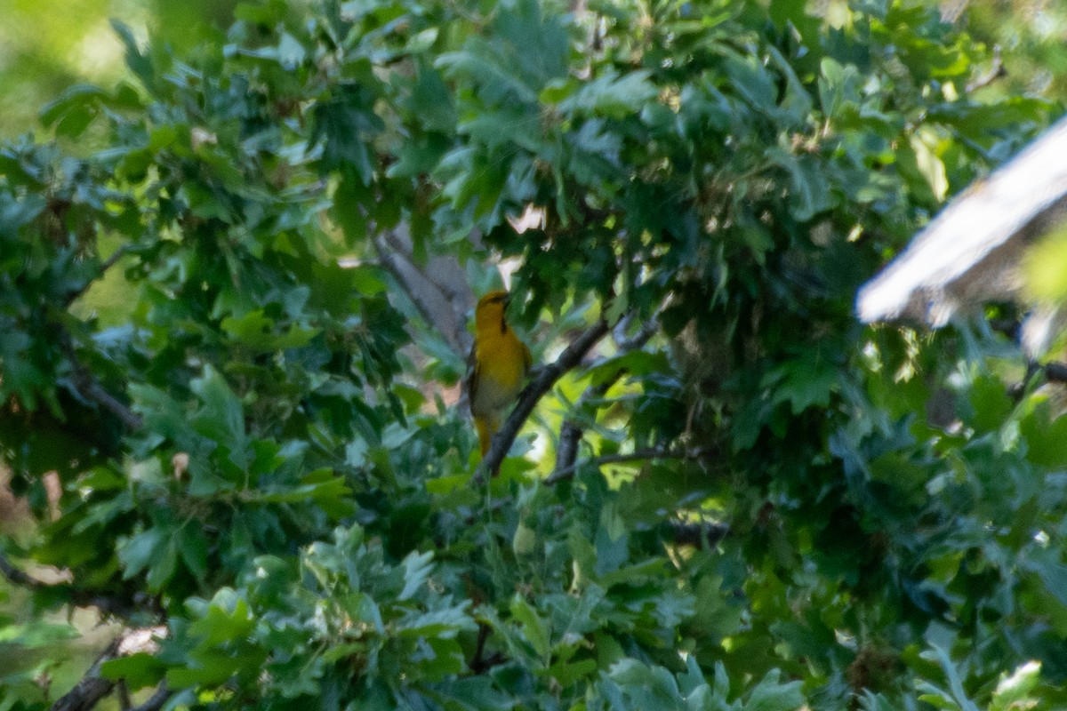 Bullock's Oriole - ML637727560