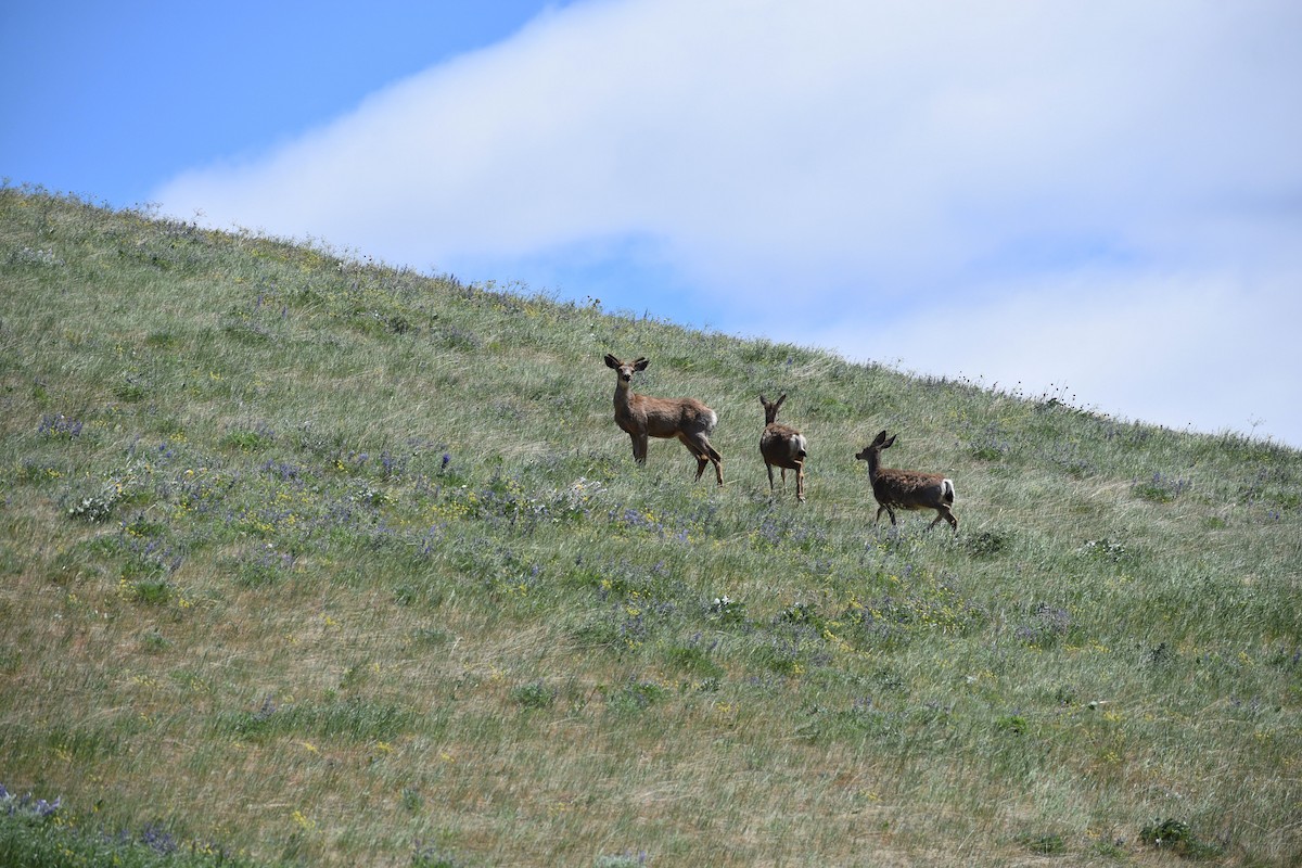 Mule Deer - ML637727563