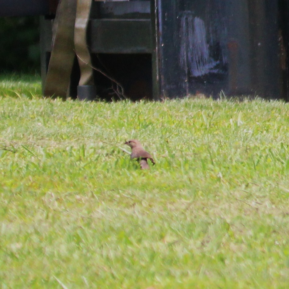 Brown-headed Cowbird - ML637727564