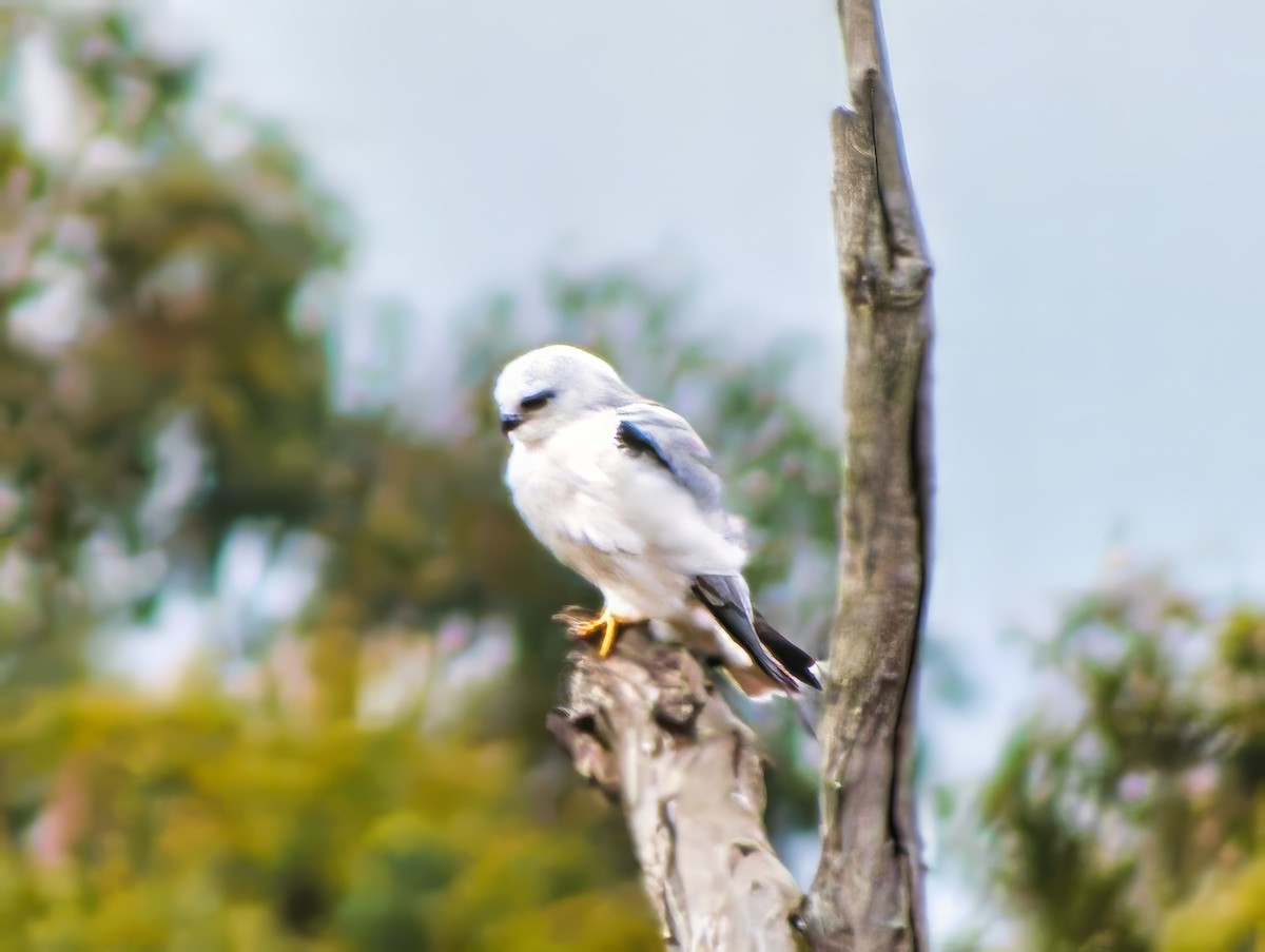 Australienaar - ML637727570