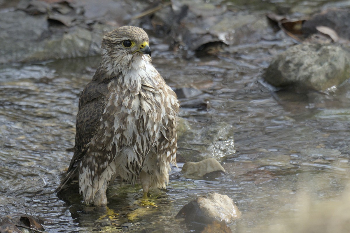 Merlin - ML637727573