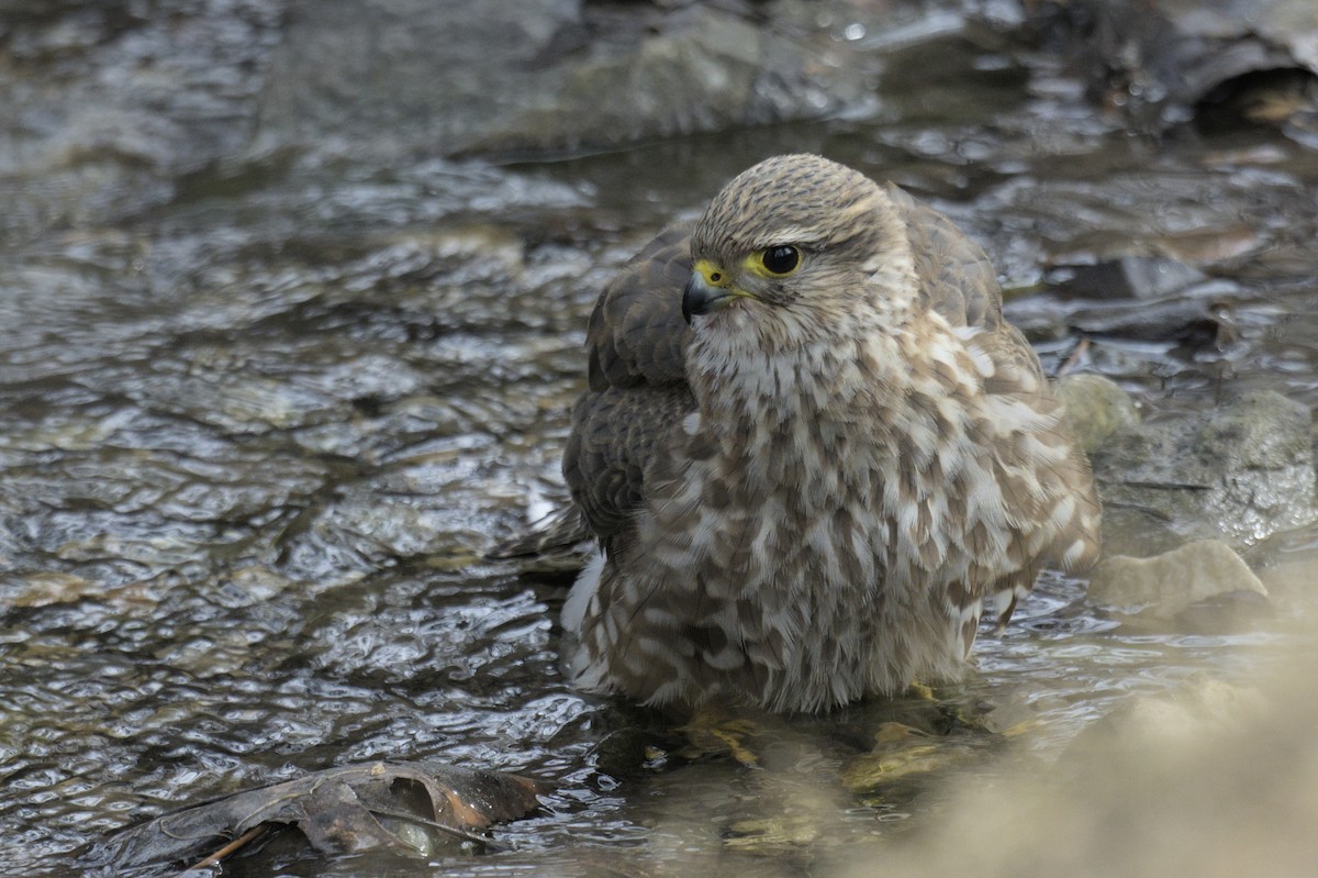 Merlin - ML637727574