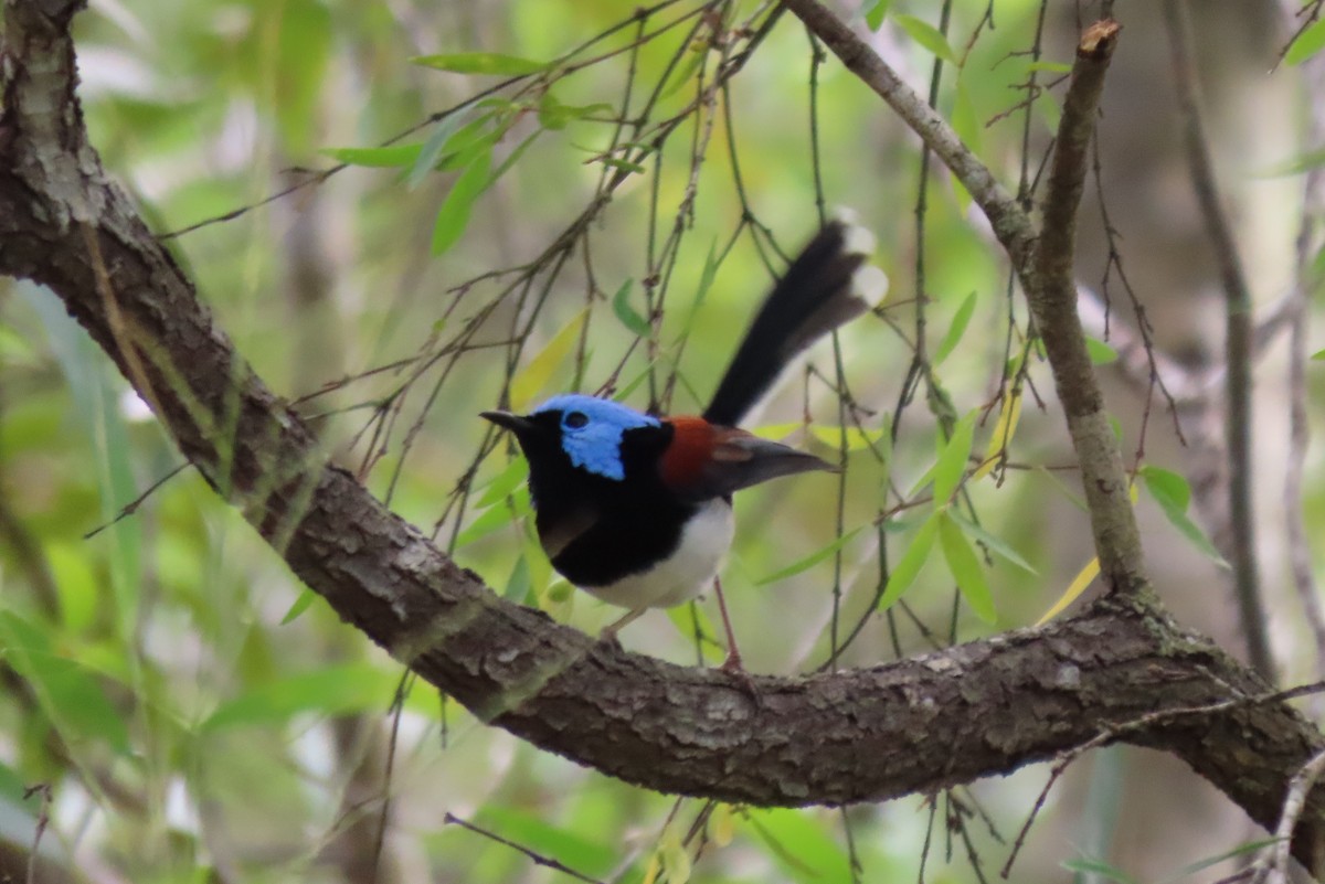 Lovely Fairywren - ML637727595