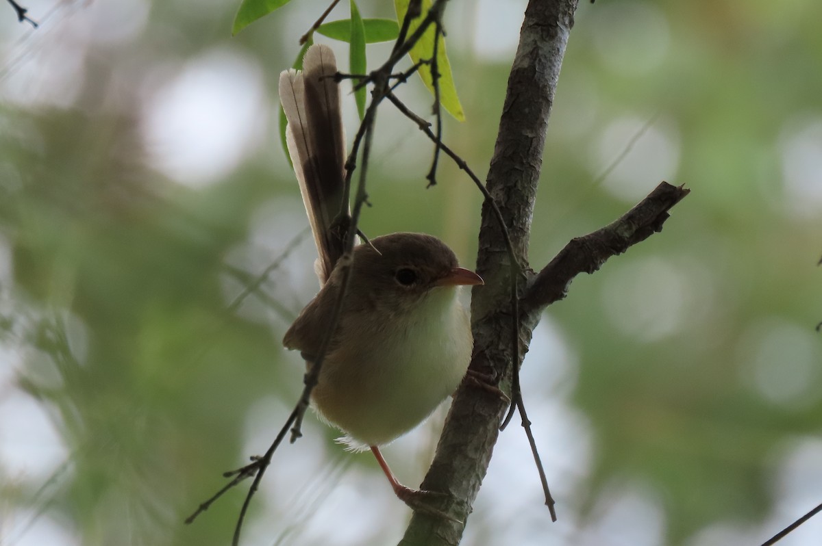Lovely Fairywren - ML637727603
