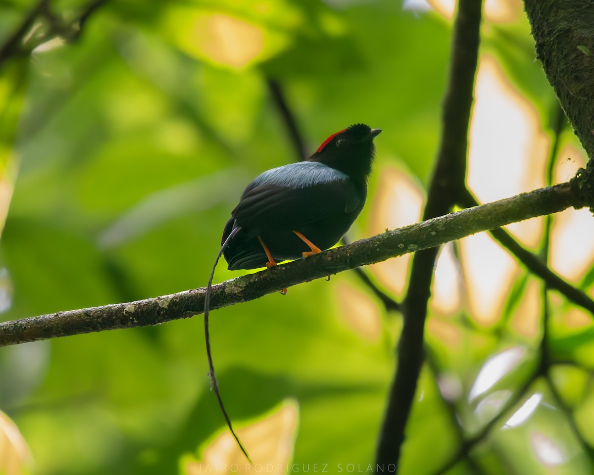 Long-tailed Manakin - ML637727610