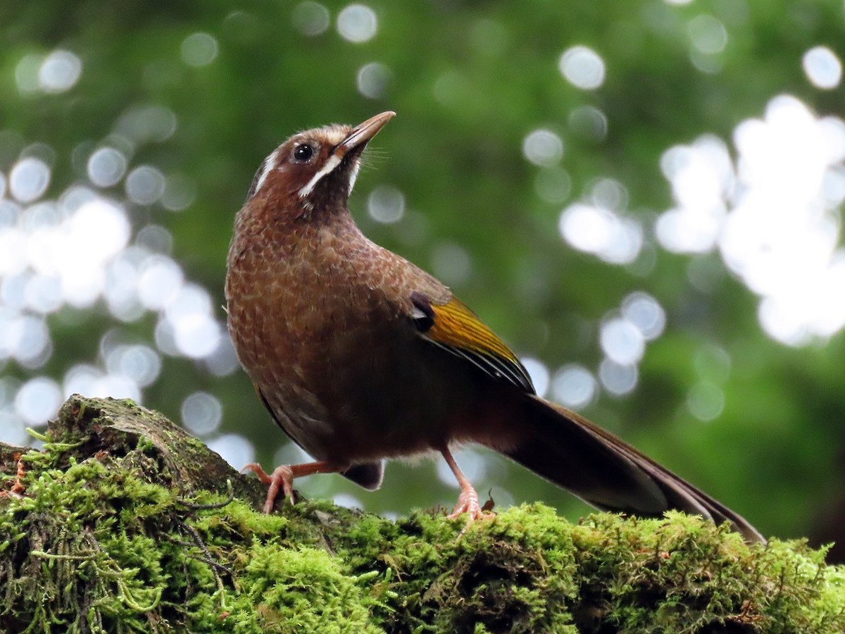 White-whiskered Laughingthrush - ML637727627