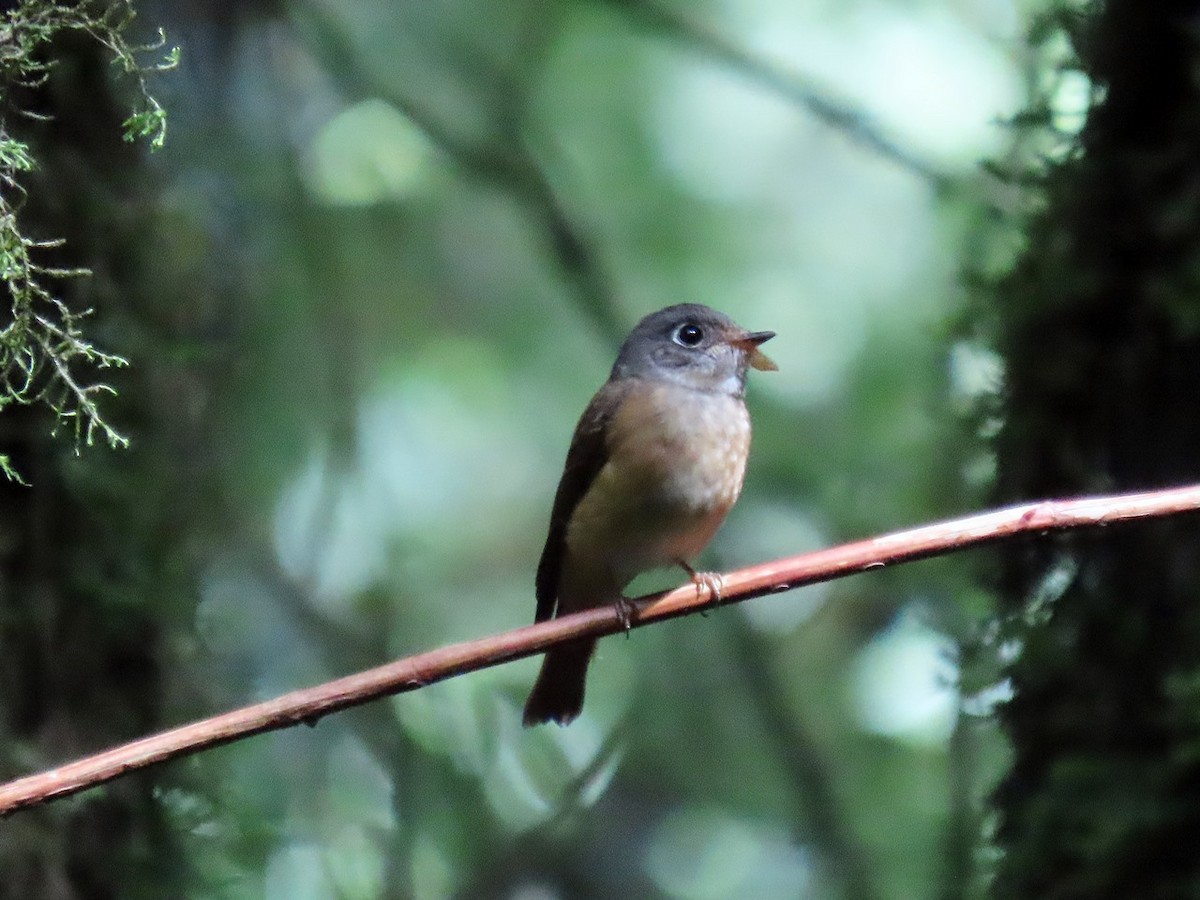 Ferruginous Flycatcher - ML637727634