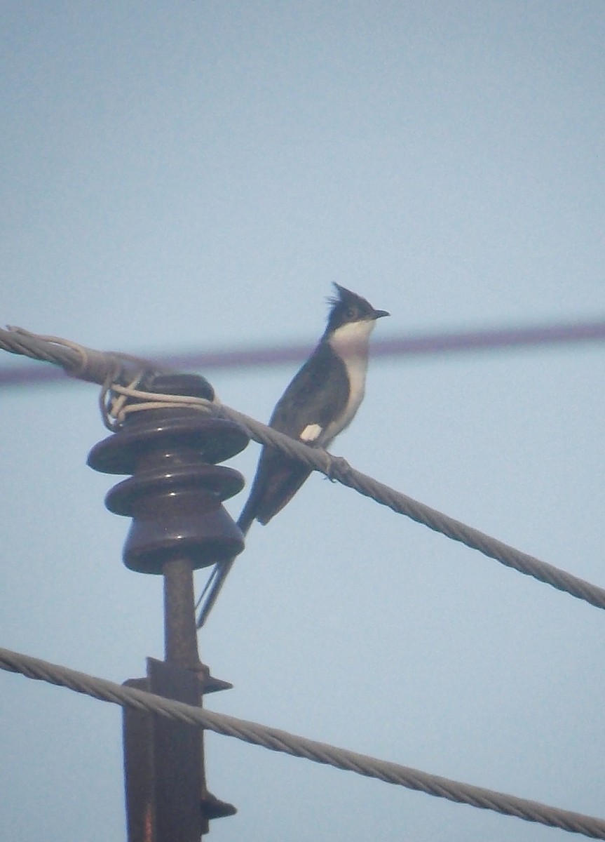 Pied Cuckoo - ML637727680