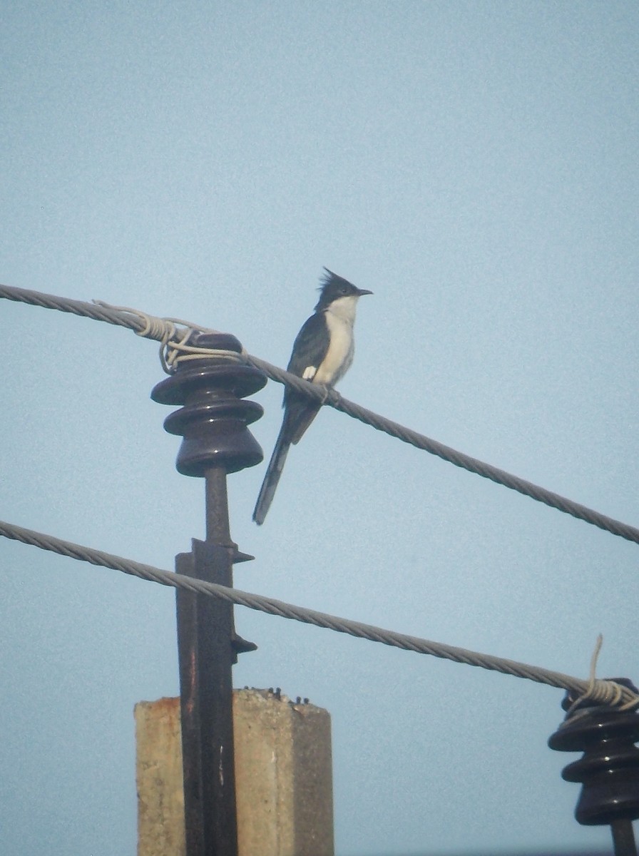 Pied Cuckoo - ML637727681