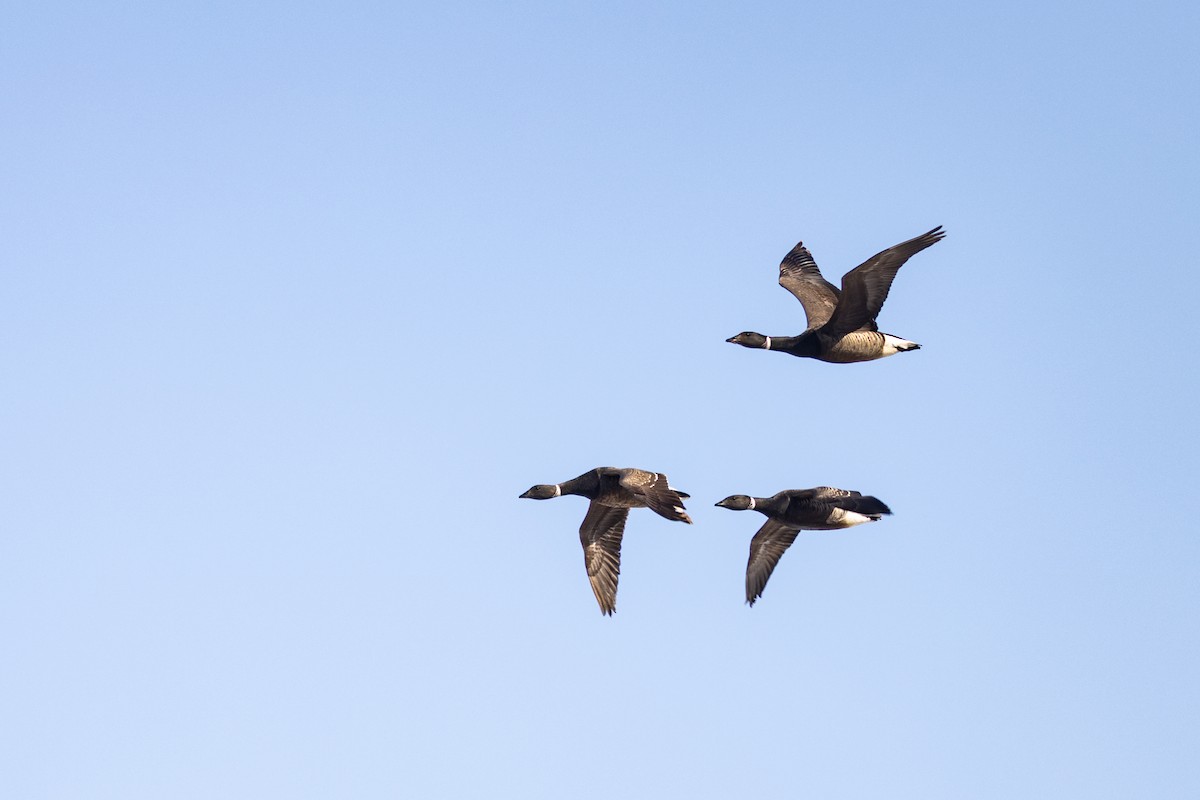 Branta musubeltza (nigricans) - ML637727682