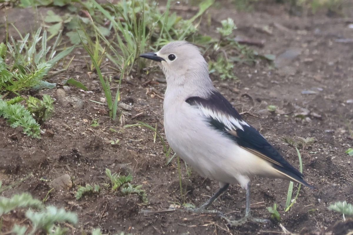 Daurian Starling - ML637727684