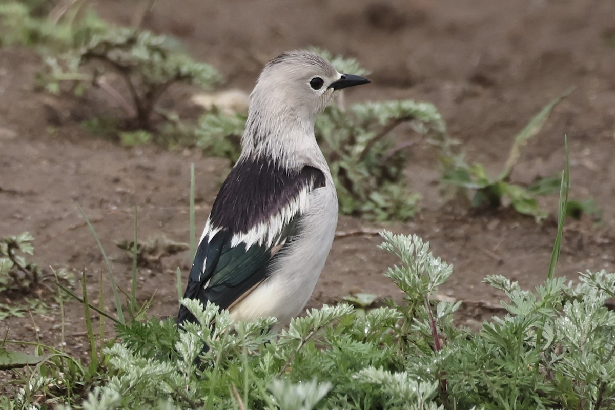 Daurian Starling - ML637727685
