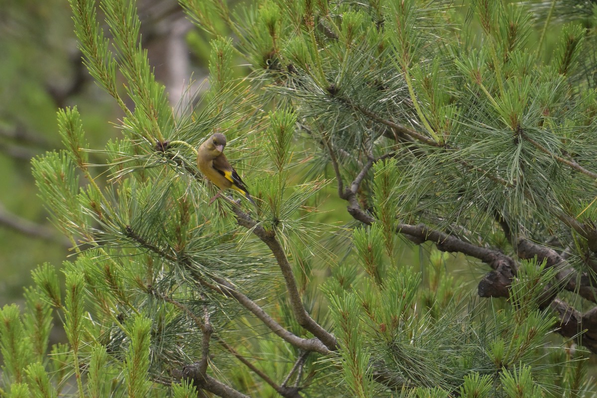 Oriental Greenfinch - ML637727686