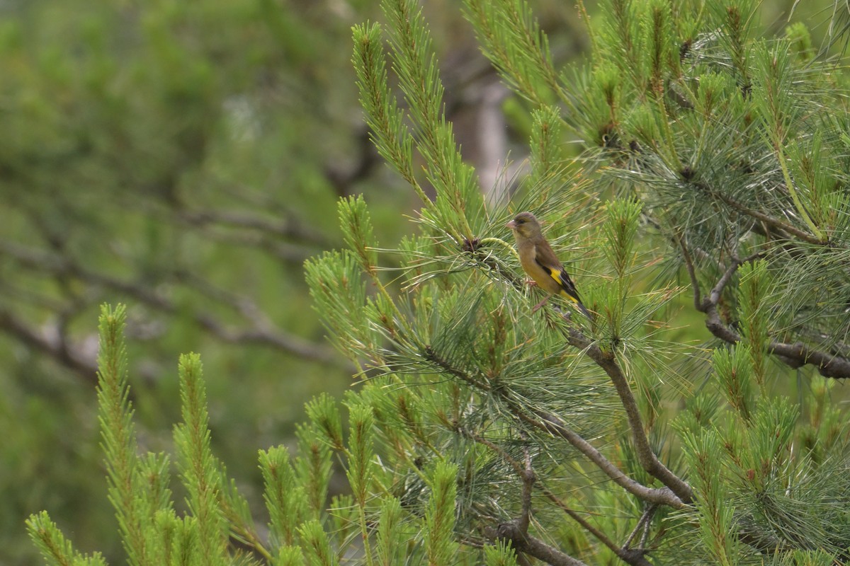 Oriental Greenfinch - ML637727687