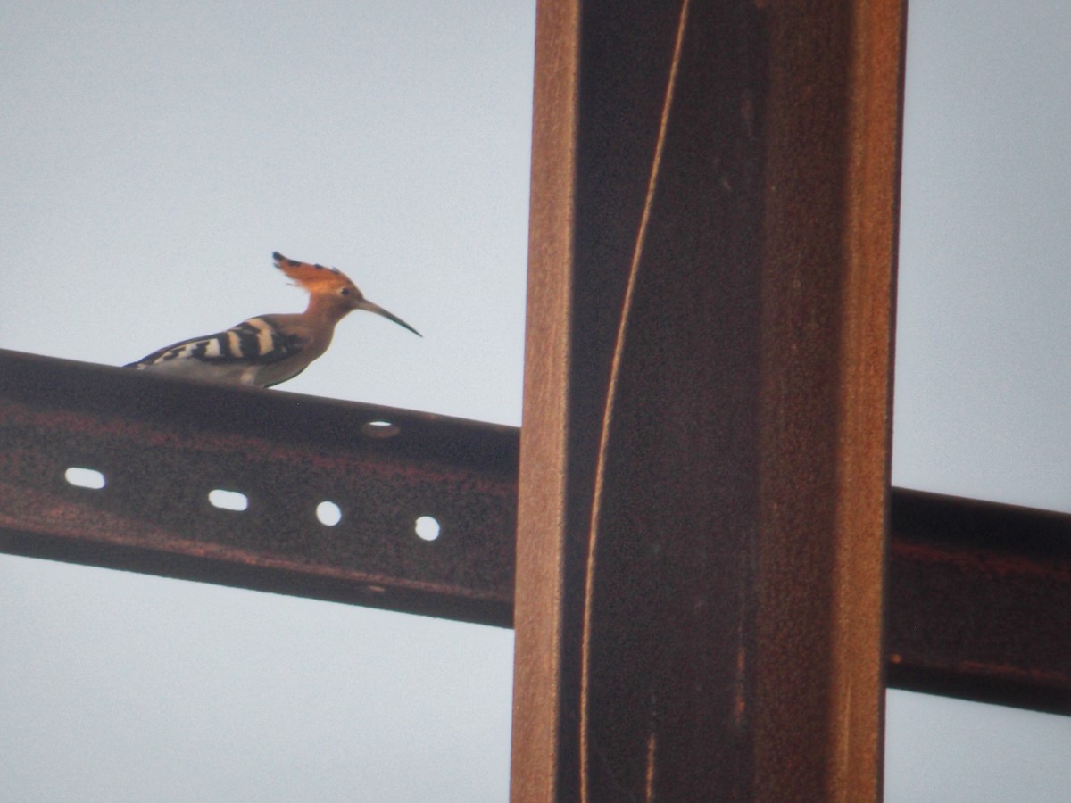 Common Hoopoe - ML637727699