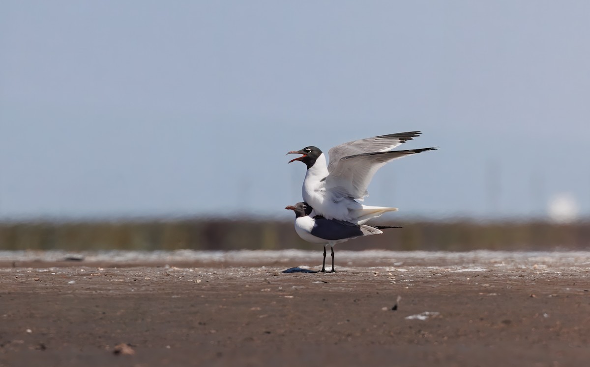 Antxeta mokogorri amerikarra - ML637727700
