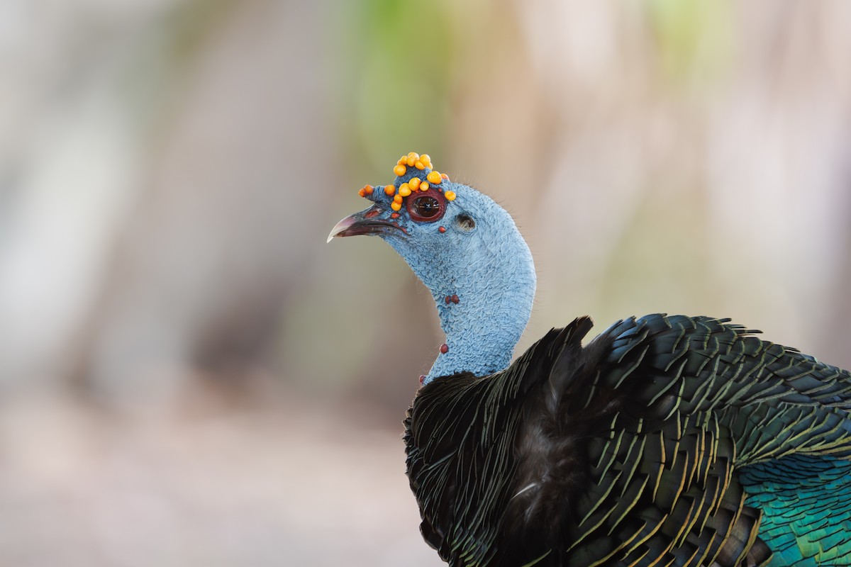Ocellated Turkey - ML637727730