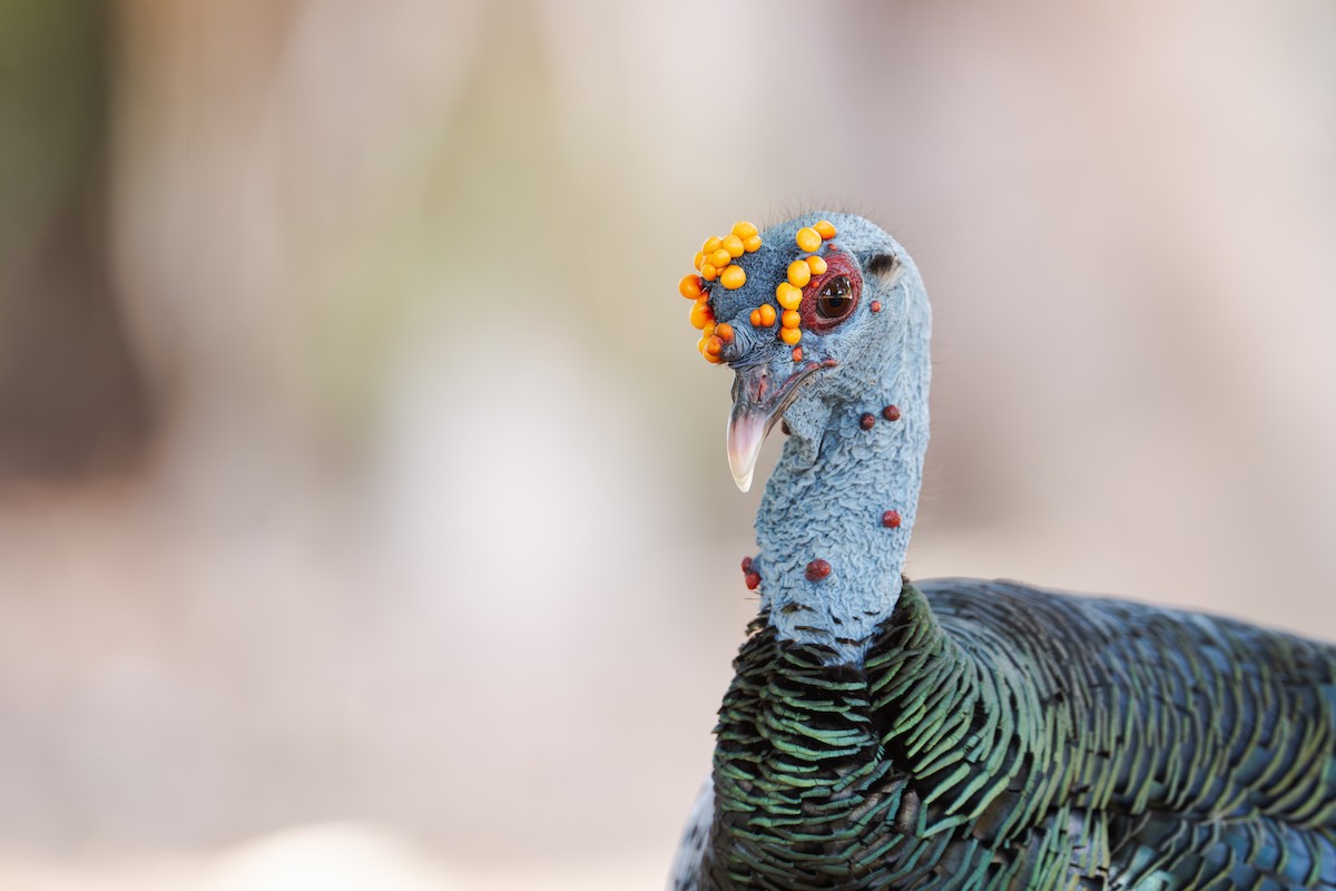 Ocellated Turkey - ML637727731