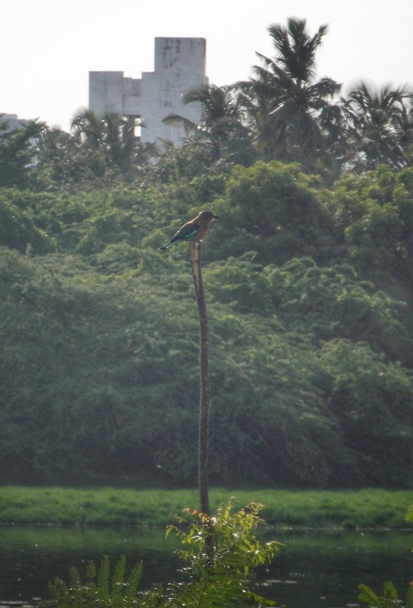 Indian Roller - ML637727732