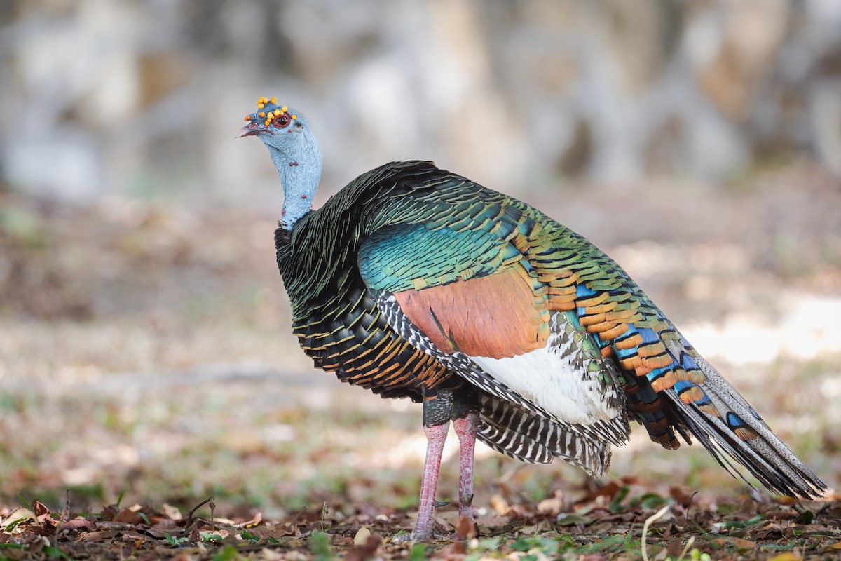 Ocellated Turkey - ML637727735