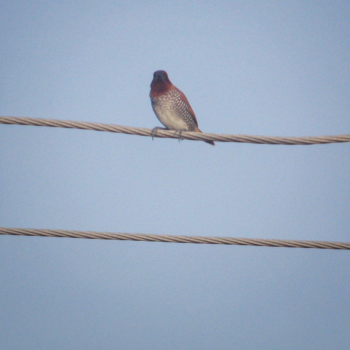 Scaly-breasted Munia - ML637727737