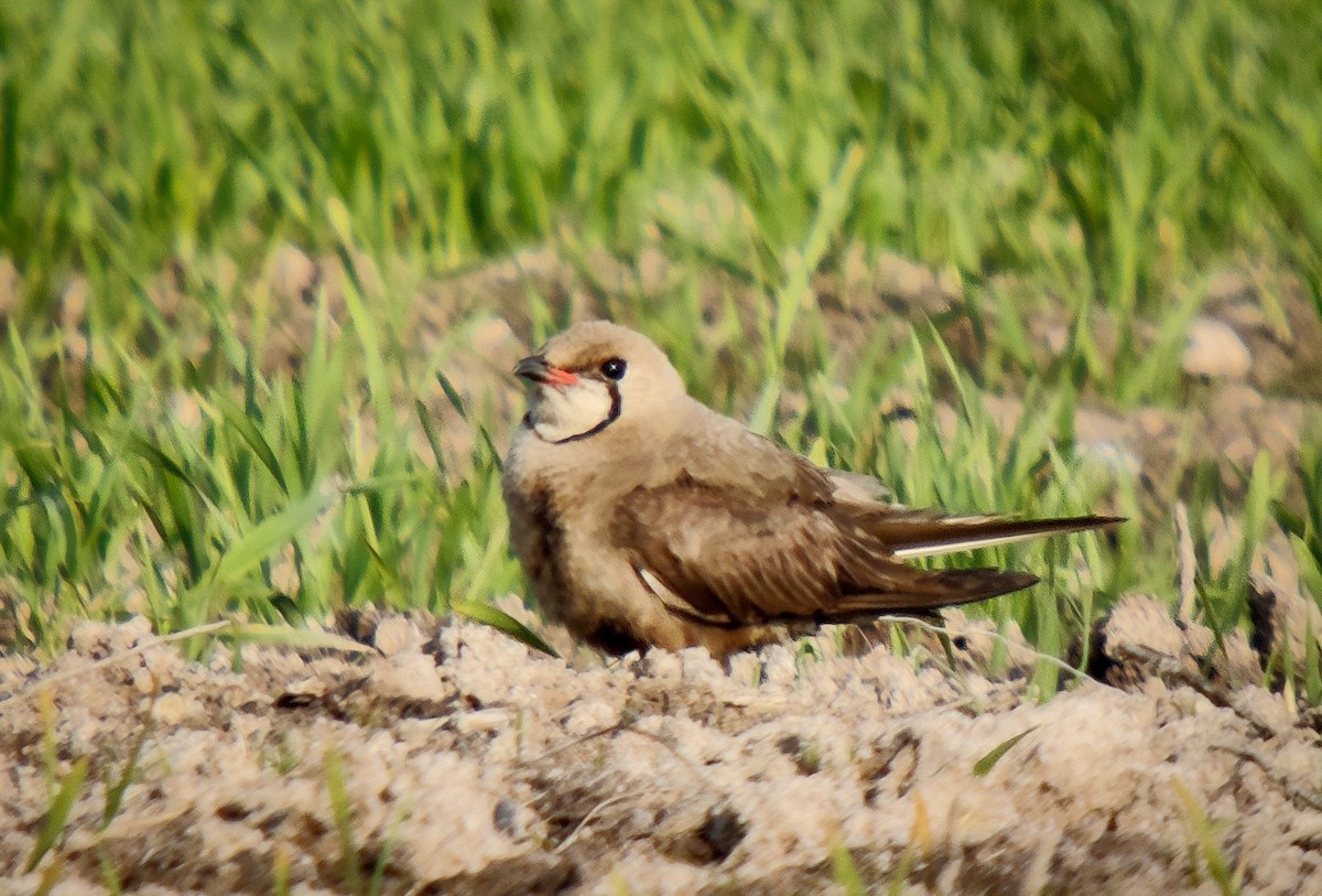 Oriental Pratincole - ML637727746