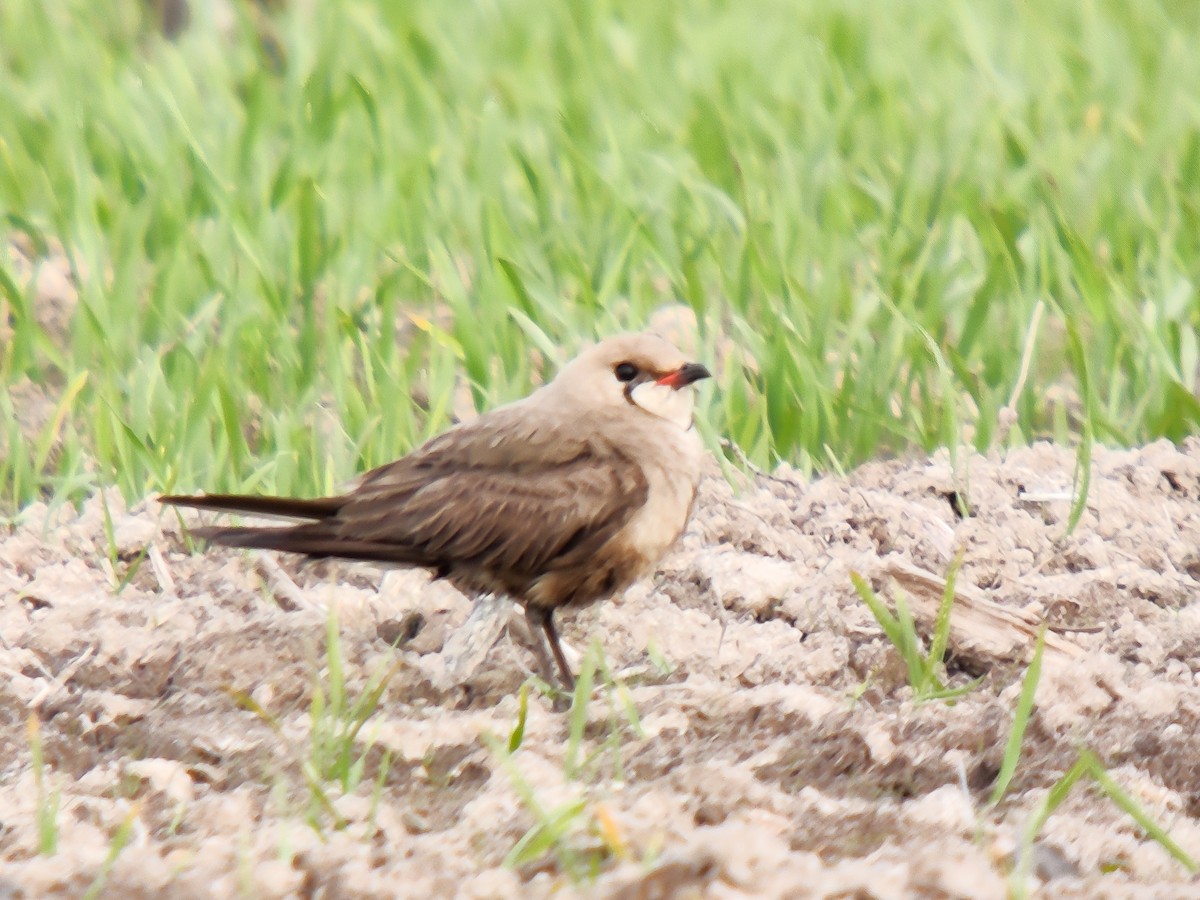 Oriental Pratincole - Harri Taavetti