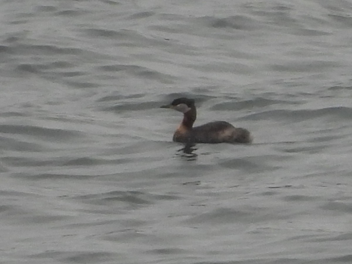 Red-necked Grebe - ML637727772