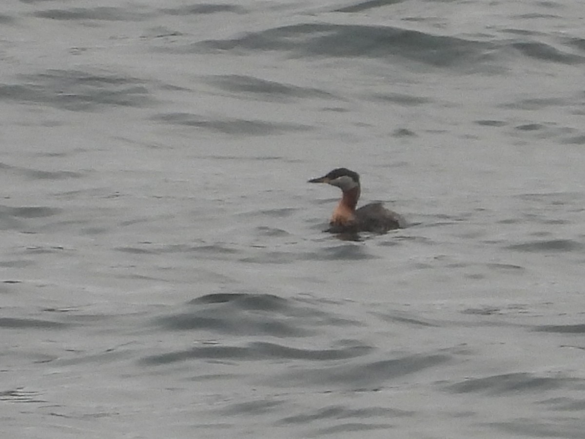 Red-necked Grebe - ML637727776