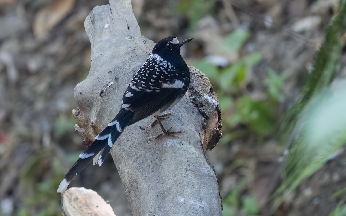 Spotted Forktail - ML637727779