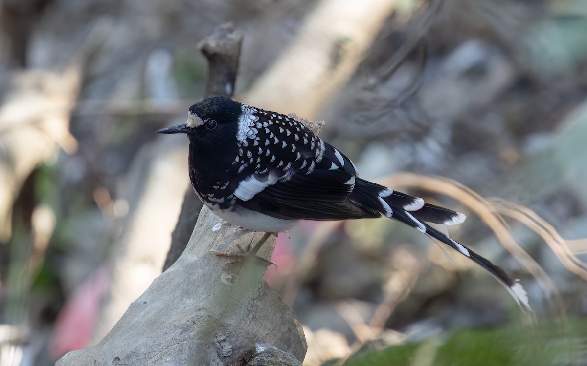 Spotted Forktail - ML637727780