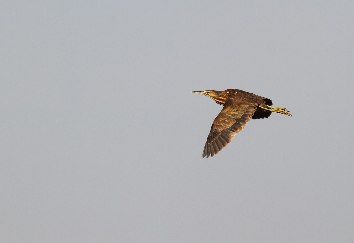 American Bittern - ML637727784