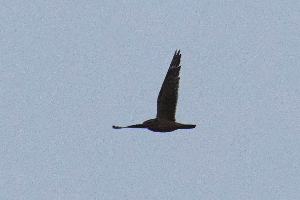 Lesser Nighthawk - ML637727789