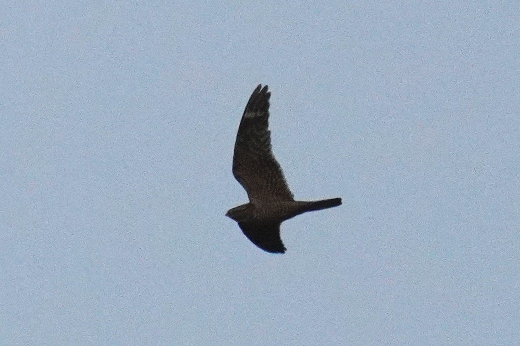 Lesser Nighthawk - ML637727791