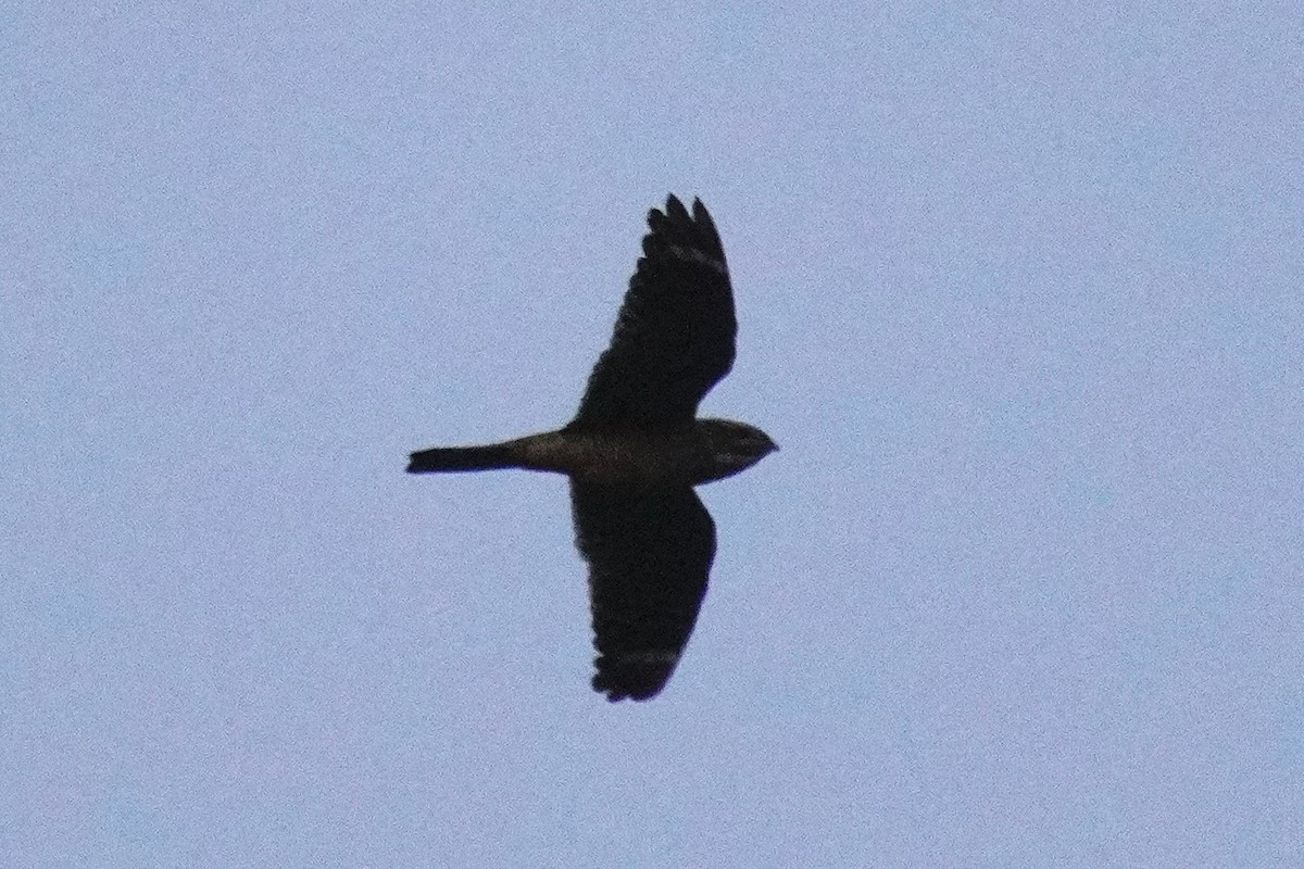 Lesser Nighthawk - ML637727792