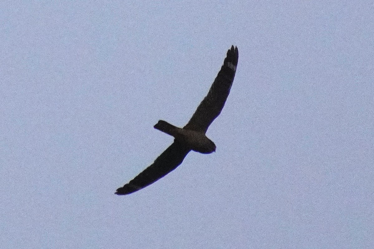 Lesser Nighthawk - ML637727795