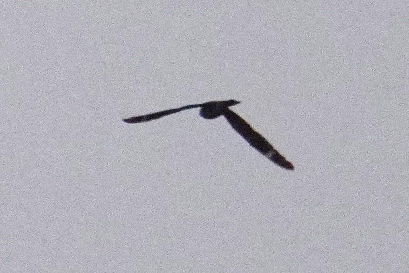 Lesser Nighthawk - ML637727796