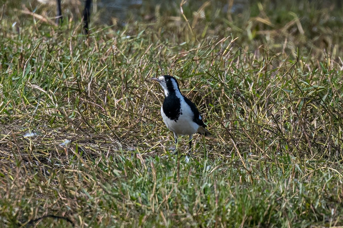 Magpie-lark - ML637727797